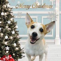 ジャックラッセルテリア