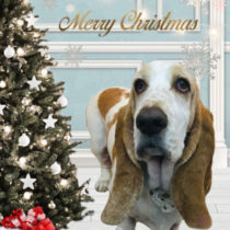 バセットハウンド