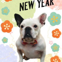 フレンチブルドッグ