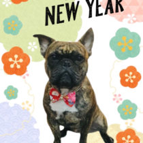 フレンチブルドッグ