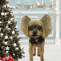 ヨークシャテリア