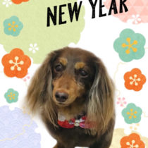 Mダックスフント