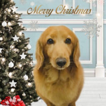 Mダックスフント