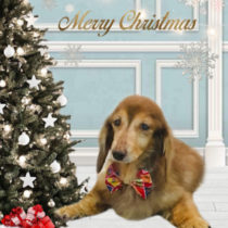 Mダックスフント