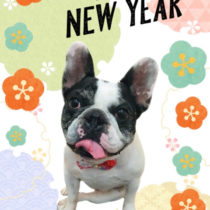 フレンチブルドッグ