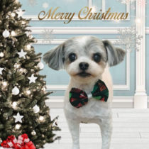 マルチーズ×チワワmix