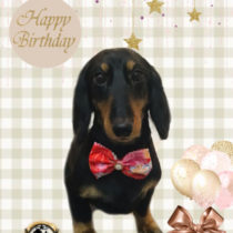 Mダックスフント