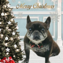 フレンチブルドッグ