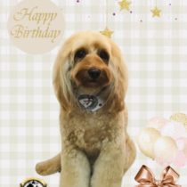 オーストラリアンラブラドゥードル