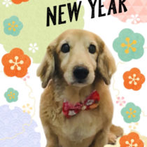 Mダックスフント