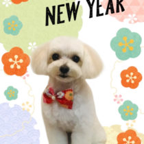 マルチーズ×トイプードルmix