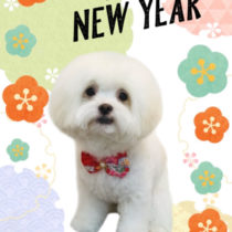 マルチーズ×チワワmix