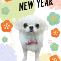 ペキニーズ×チワワmix