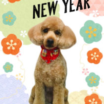 ミニュチュアプードル