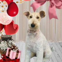 ワイヤーフォックステリア