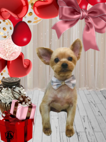 ヨークシャテリア