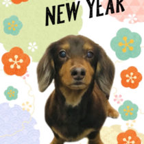 Mダックスフント