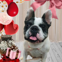 フレンチブルドッグ