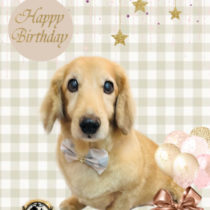 Mダックスフント