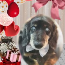 Mダックスフント