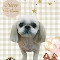 シーズ―×ペキニーズmix