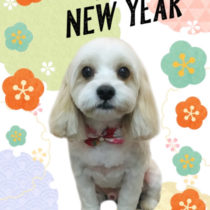 キャバリア×マルチーズmix