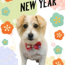 ジャックラッセルテリア