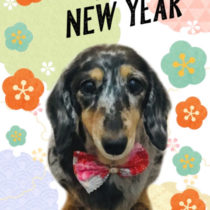 Mダックスフント