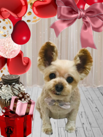 ヨークシャテリア