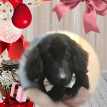 Mダックスフント