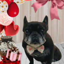 フレンチブルドッグ