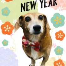 トイプードル×ジャックラッセルテリア