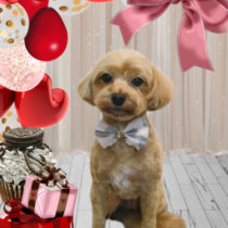 マルチーズ×トイプードルmix