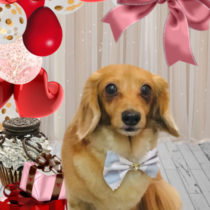 Mダックスフント