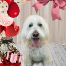 Mシュナウザー×ウエスティ-mix