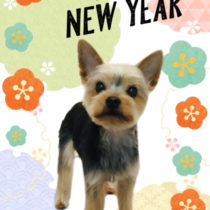 ヨークシャテリア