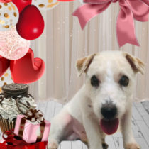 ジャックラッセルテリア