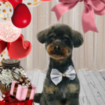 チワワ×トイプードルmix