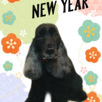 イングリッシュコッカースパニエル