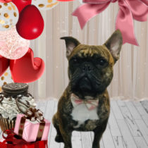 フレンチブルドッグ