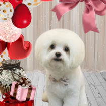 マルチーズ×チワワmix