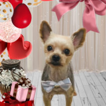 ヨークシャテリア