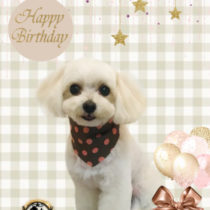 マルチーズ×トイプードルmix