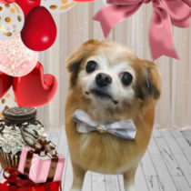 チワワ×Mダックスフントmix