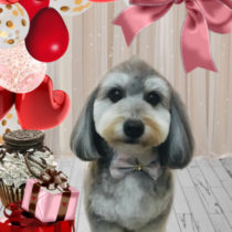 マルチーズ×Mダックスmix