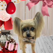 ヨークシャテリア