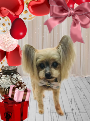 ヨークシャテリア