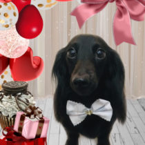 カニヘンダックスフント