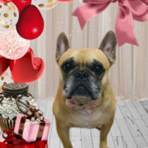 フレンチブルドッグ