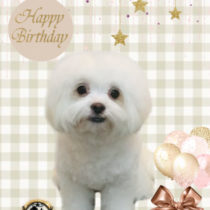 マルチーズ×チワワ